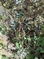 Polylepis weberbaueri