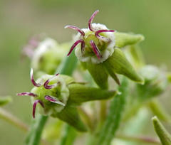 Miraglossum pulchellum