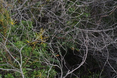 Tramea transmarina intersecta