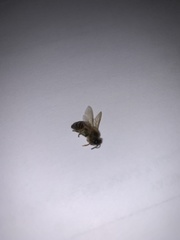 Apis mellifera