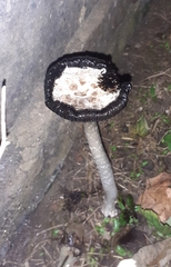 Coprinus comatus