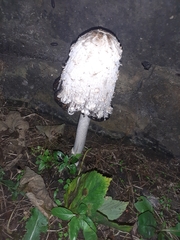 Coprinus comatus