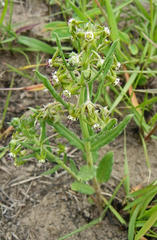Miraglossum pulchellum