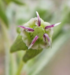 Miraglossum pulchellum
