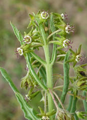 Miraglossum pulchellum