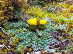 Senecio repens