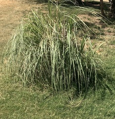 Lomandra hystrix