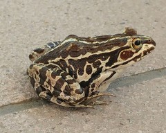 Pelophylax nigromaculatus