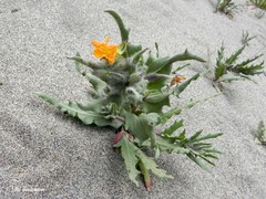 Oenothera coquimbensis