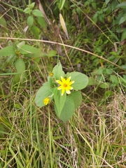 Hymenostephium quitensis
