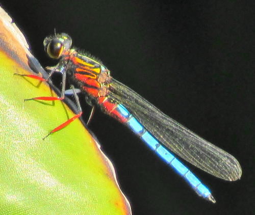 Dancing Jewel