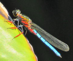 Platycypha caligata caligata