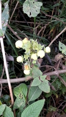 Calceolaria sericea