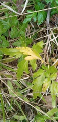 Arracacia moschata