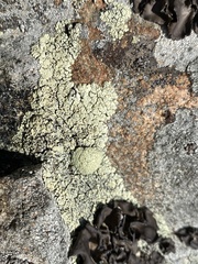 Rhizoplaca opiniconensis