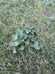 Physalis mollis