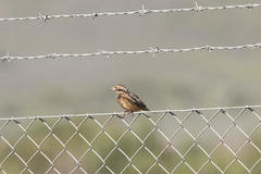 Mirafra apiata marjoriae