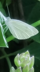 Pieris rapae