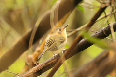 Poecilotriccus plumbeiceps