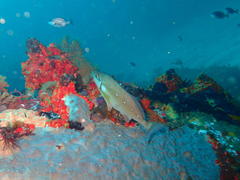 Chirodactylus brachydactylus