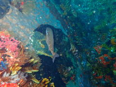 Chirodactylus brachydactylus