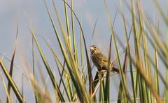 Euplectes capensis capensis