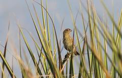 Euplectes capensis capensis