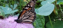 Danaus plexippus