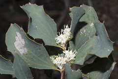 Hakea undulata