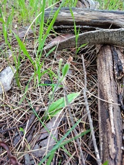 Caladenia latifolia