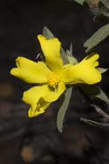 Hibbertia davisii