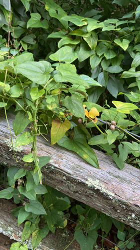 Dioscorea polystachya iNat (2)