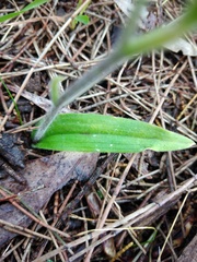 Caladenia latifolia