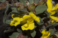 Hibbertia davisii