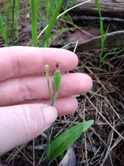 Caladenia latifolia