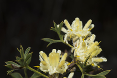 Petrophile squamata