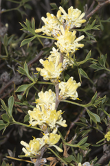 Petrophile squamata