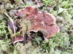 Hydnellum lundellii