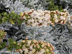 Ophryosporus triangularis