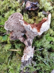Hydnellum lundellii