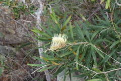 Grevillea exul