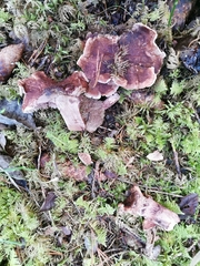 Hydnellum lundellii