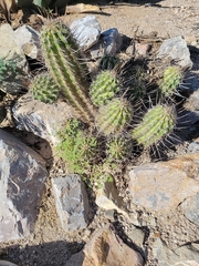 Echinocereus