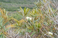 Grevillea exul