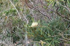 Grevillea exul