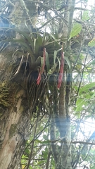 Vriesea tequendamae
