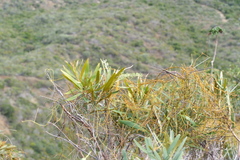 Grevillea exul