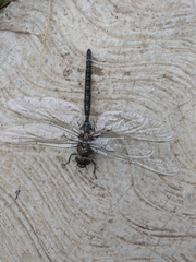 Rhionaeschna jalapensis