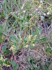 Muehlenbeckia tamnifolia