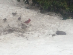 Cardinalis cardinalis